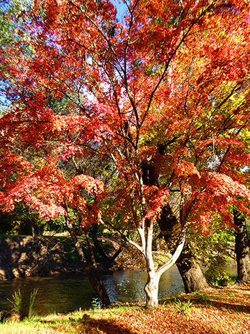By The RiverPhotography by Sharon Alston